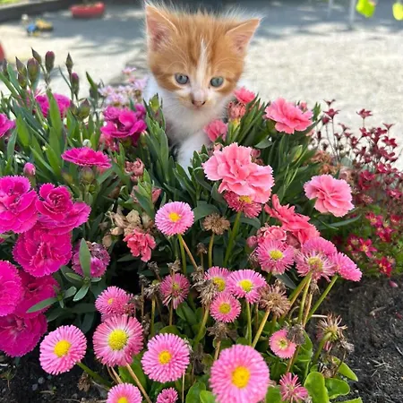 Graune Pet Farm Self Catering *