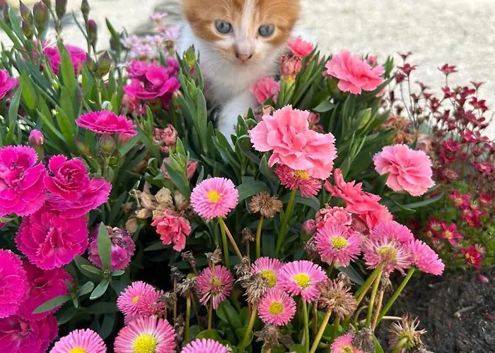 Graune Pet Farm Self Catering *